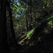 Joli sentier forestier le long de l'Arnibach