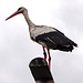 Storch zwischen Lauterbourg und Neuburg