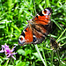  Tagpfauenauge (Inachis io)