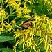 Blumen im Unterengadin