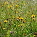 Blumenreichtum oberhalb Ftan