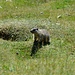 Murmeltiere auf der Alp Grimmels (Erlebnispfad Champlönch), Infos auf der [http://www.nationalpark.ch/go/de/besuchen/kinderangebote/ Homepage Nationalpark]