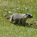 Murmeltiere auf der Alp Grimmels (Erlebnispfad Champlönch), Infos auf der [http://www.nationalpark.ch/go/de/besuchen/kinderangebote/ Homepage Nationalpark]