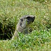 Murmeltiere auf der Alp Grimmels (Erlebnispfad Champlönch), Infos auf der [http://www.nationalpark.ch/go/de/besuchen/kinderangebote/ Homepage Nationalpark]