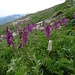 Löite di Paltana: Hedysarum hedysaroides (Alpen-Süssklee)
