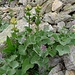 Gentiana punctata & Parasites paradoxus (Alpen-Pestwurz)