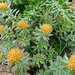 Rhodiola rosea (Rosenwurz)