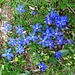 Gentiana verna