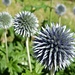 Blumen im Unterengadin