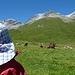 Nachdem [u bacillula] eine gehörige Portion Alpkäse gegessen hat, beobachtet sie die Kühe auf der Alp Astras