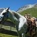 Pferd auf der Alp Astras