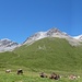 Panorama nach Westen von der Alp Astras aus