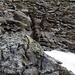 Btta di Val Maggia: wer dringt denn in mein Revier?