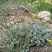 Senecio incanus (Graues Greiskraut)