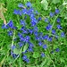 Garzonera: Gentiana verna