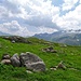 Garzonera