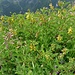 Starlarescio: Astragalus penduliflorus (Alpenlinse) ?