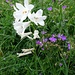 Starlarescio: Paradisea liliastrum (Weisse Trichterlilie)
