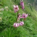 Starlarescio: Lilium martagon
