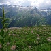 Corte del Corno: Pulsatilla alpina ssp. alpina, Gewöhnlicher Germer