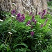 Hedysarum hedysaroides (Alpen-Süssklee)