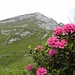 Alpenrosen in den Pfunderer Bergen.