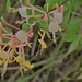 Etrusker-Geissblatt (Lonicera etrusca)