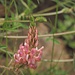 Saat-Esparsette (Onocbychis viciifolia)