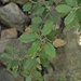 Stein-Eiche (Quercus ilex)<br /><br />Der Name Ilex (Stechpalme) kommt nicht von ungefähr, denn der Blattrand ist ganz schon scharf und spitzig. Nichts für zarte Waden und nackt Unterarme.