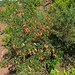 Blasenstrauch (Colutea arborescens)