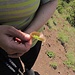 Blasenstrauch (Colutea arborescens)<br /><br />Die Samen und Blätter sind giftig und verursachen Durchfall und Erbrechen.