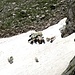 auch hier suchen die Schafe Abkühlung auf den Restschneefeldern