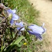 gut ersichtlich, die spezielle Art dieser Glockenblume