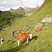 Valle Bondolero: un paradiso per le mucche...