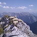 Schafe am Gipfelgrat; wollten wohl auch die Aussicht genießen :)