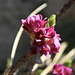Daphne (Seidelbast) pushing out the first blossoms
