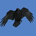 A crow in "attacking" position
