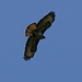 A bussard circling over my head
