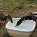Auch Enten haben Durst! (Campingplatz)