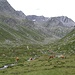 Combe des Planards