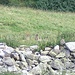 marmottes en-dessous de Fournoutse