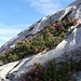 Alpenrosen als Balkonbepflanzung in den Karreneinschnitten