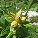 Getüpfelter Enzian (Gentiana punctata)