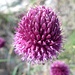 Blüte des wilden Schnittlauch