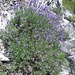 Blühender Lavendel am sonnigen Südosthang des Monte Toraggio