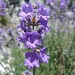 Lavendelblüte