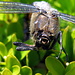 Die Libelle von vone, leicht zu fotografieren, denn sie ist tot.