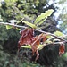 Manifestement les jeunes feuilles de hêtre ont pris le gel cette année... et se sont empressées d'en refaire de nouvelles