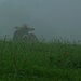 auf der Storchenegg dann zur Abwechslung Kühe vor grauem Hintergrund