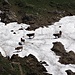 Schweizer Trittschnee-Test ... Der Schnee hat den Test bestanden, und die Kühe geniessen die wohl die Ab-Küh-lung